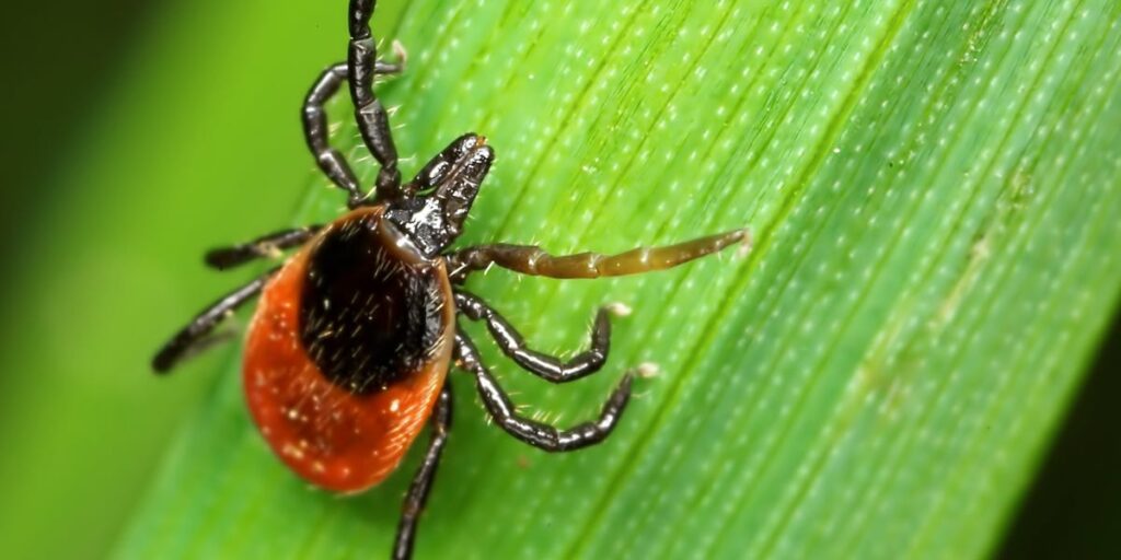 There’s a New At-Home Test for Ticks That Could Carry Lyme Disease