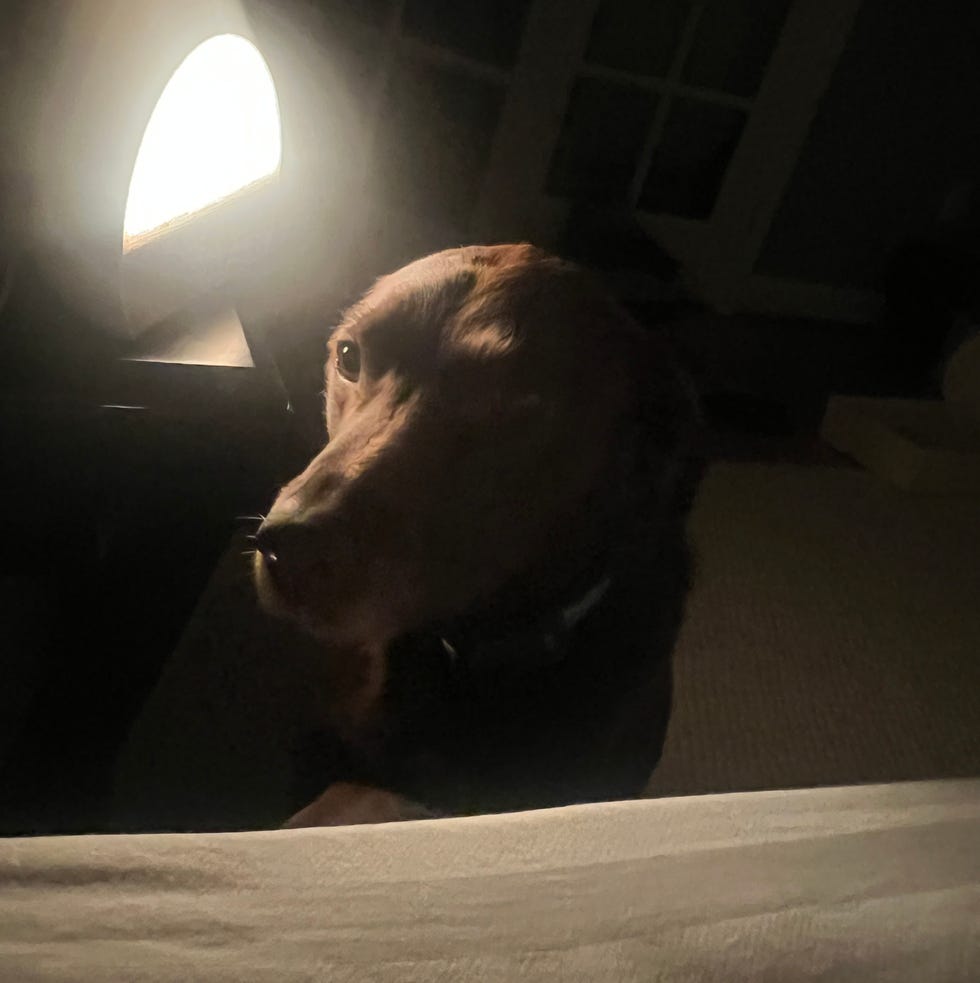 chocolate lab at bedside in the glow of hatch restore 3