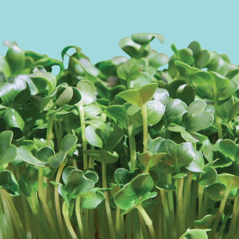 Superfoods You Must Try in 2026