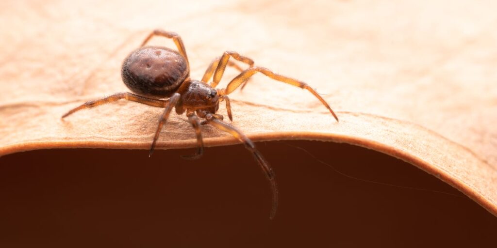 These Pictures of Spider Bites Will Help You I.D. and Treat One