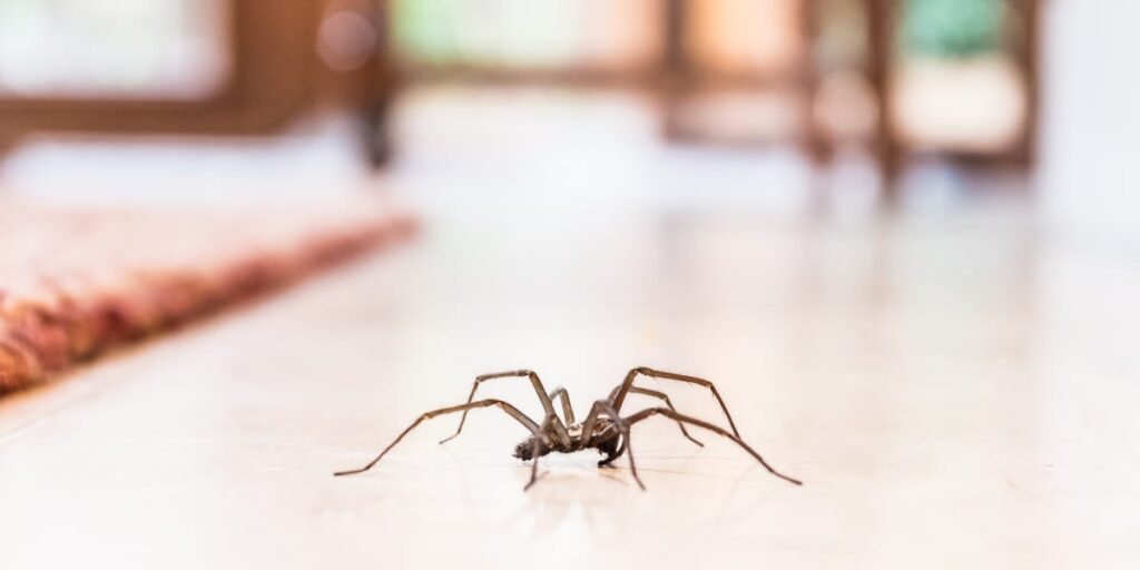 11 Most Common House Spiders