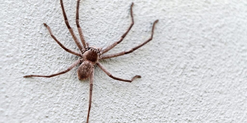 How to Treat a Spider Bite, According to Doctors