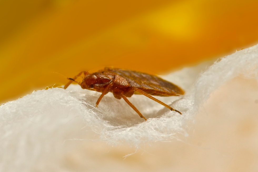 how to get rid of bed bugs how to get rid of bed bugs