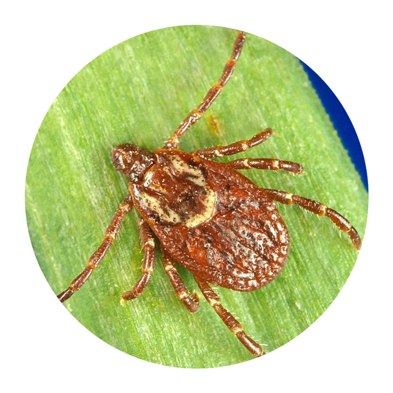 wood tick, or american dog tick
