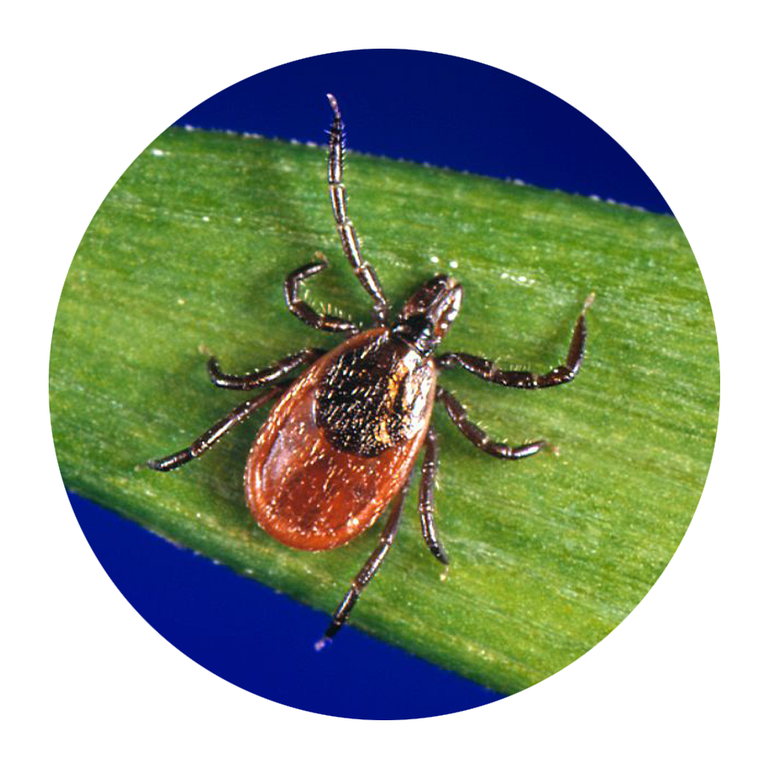 deer tick, or blacklegged tick