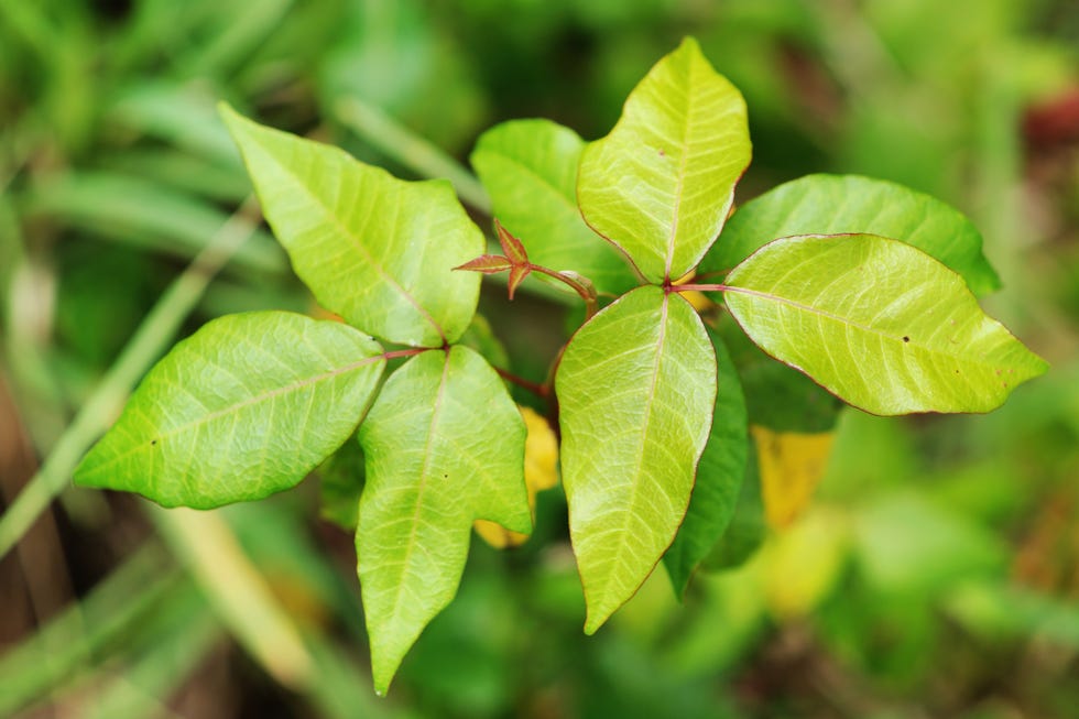 Poison Ivy leaves