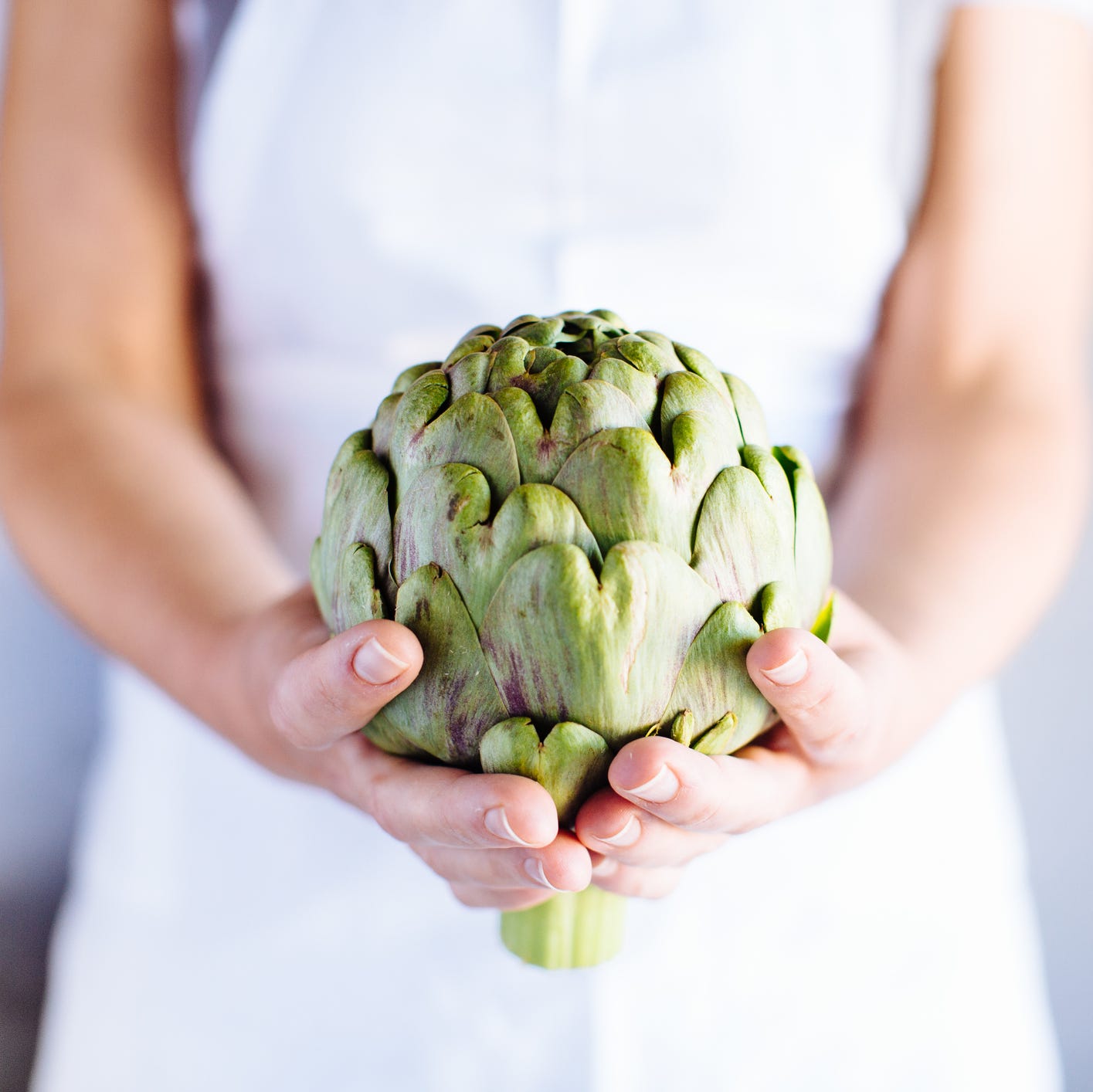 Traditional Italian food preparation, womans hands holding globe artichoke, Campania, Italy Traditional Italian food preparation, womans hands holding globe artichoke, Campania, Italy